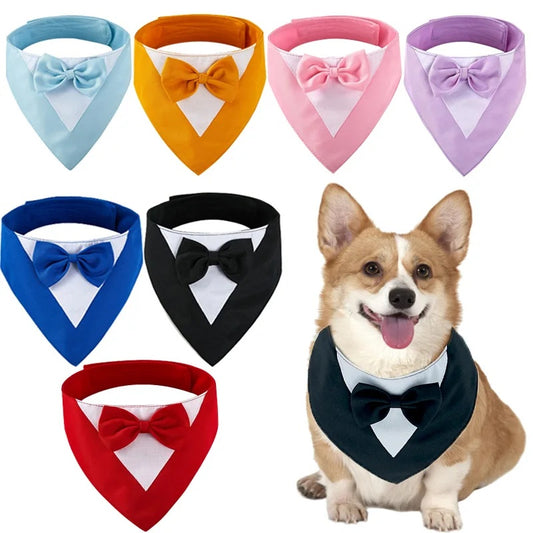 Pet Collar, fancy bow tie, time to dress up!